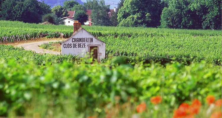 Gevrey-Chambertin-Photo-Alain-Doire-Bourgogne-Tourisme